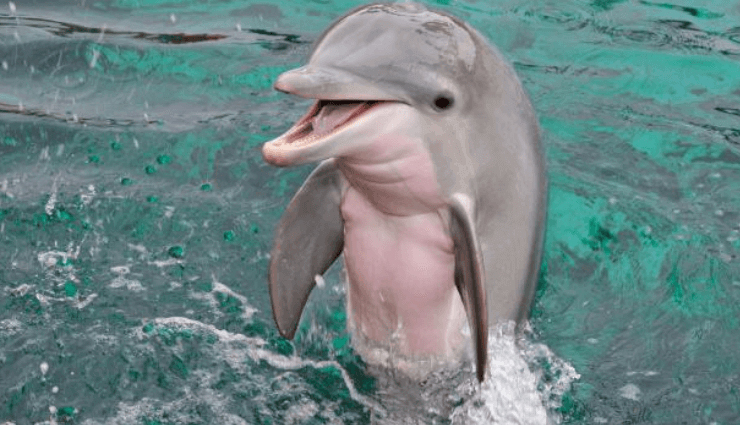 dolphin watching in india,best places to see dolphins in india,dolphin spots india,dolphin tourism in india,where to watch dolphins in india,dolphin sighting locations india,marine wildlife india,dolphin tours india,dolphin beaches india,top dolphin destinations india