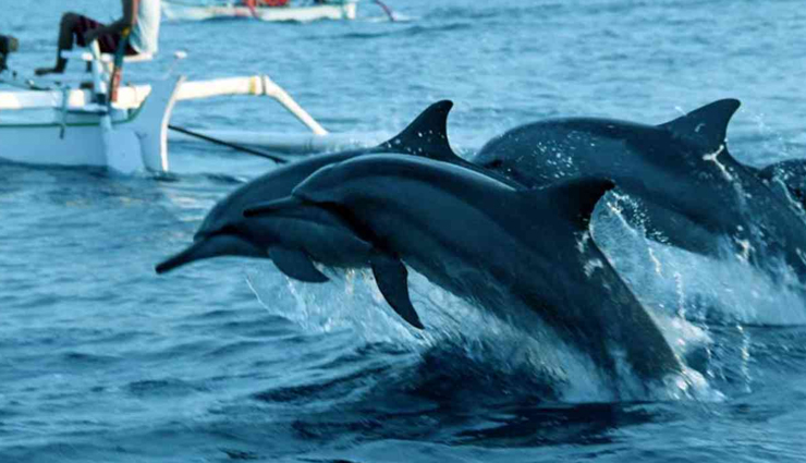 dolphin watching in india,best places to see dolphins in india,dolphin spots india,dolphin tourism in india,where to watch dolphins in india,dolphin sighting locations india,marine wildlife india,dolphin tours india,dolphin beaches india,top dolphin destinations india