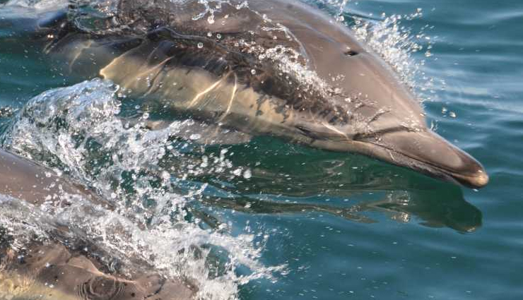 dolphin watching in india,best places to see dolphins in india,dolphin spots india,dolphin tourism in india,where to watch dolphins in india,dolphin sighting locations india,marine wildlife india,dolphin tours india,dolphin beaches india,top dolphin destinations india