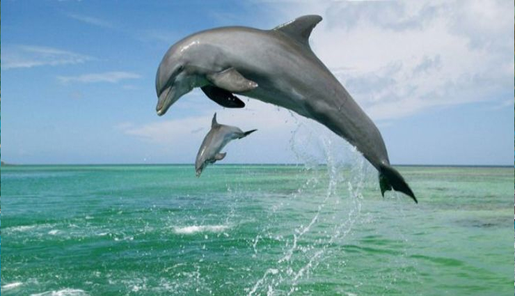 enjoy in goa,things to do in goa,goa travel,basilica of bom jesus,goa cruise,dolphin watching goa,goa water sports,anjuna flea market,goa attractions,goa itinerary