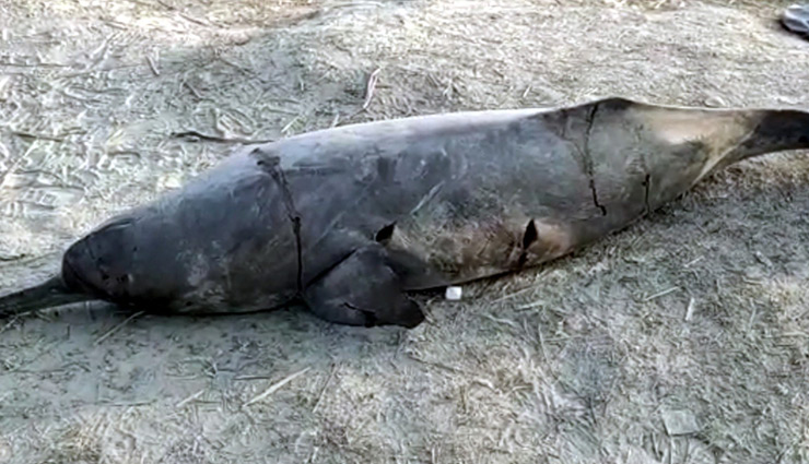 uttar pradesh,dolphin,dolphin beaten to death,video viral,news ,उत्तर प्रदेश