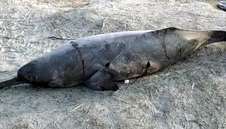 uttar pradesh,dolphin,dolphin beaten to death,video viral,news