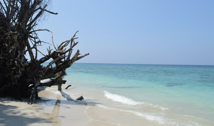 places where you can spot dolphins,dolphins,holiday,travel,tourism