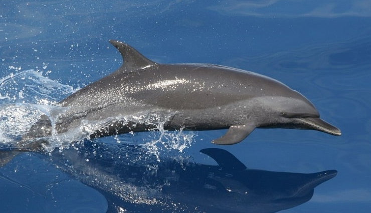 places in india to see dolphins,dolphins in india,india,odisha,diu,kerala,maharashtra,lakshadweep,west bengal
