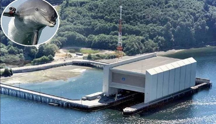 यहां परमाणु हथियारों की रक्षा कर रहे डॉल्फिन और समुद्री शेर
