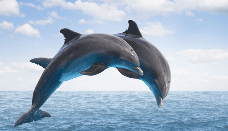 places in india to see dolphins,dolphins in india,india,odisha,diu,kerala,maharashtra,lakshadweep,west bengal