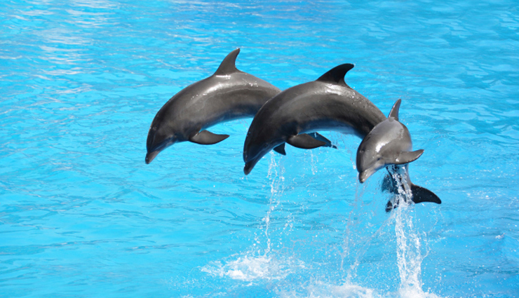 places in india to see dolphins,dolphins in india,india,odisha,diu,kerala,maharashtra,lakshadweep,west bengal