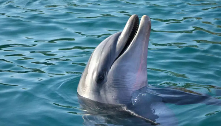 places in india to see dolphins,dolphins in india,india,odisha,diu,kerala,maharashtra,lakshadweep,west bengal