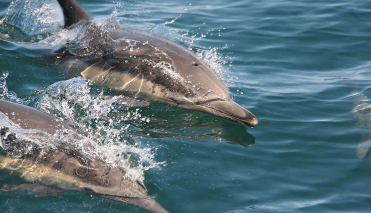 places in india to see dolphins,dolphins in india,india,odisha,diu,kerala,maharashtra,lakshadweep,west bengal