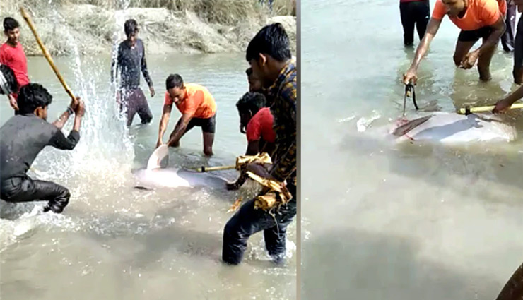 UP: युवकों ने लाठी-कुल्‍हाड़ी से पीट-पीटकर डॉल्फिन को मार डाला, वीडियो वायरल, तीन गिरफ्तार