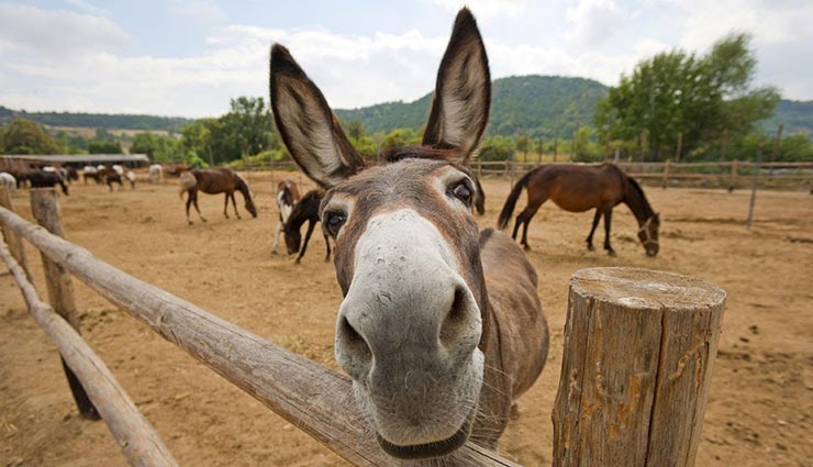 astrology tips,astrology tips in hindi,next life