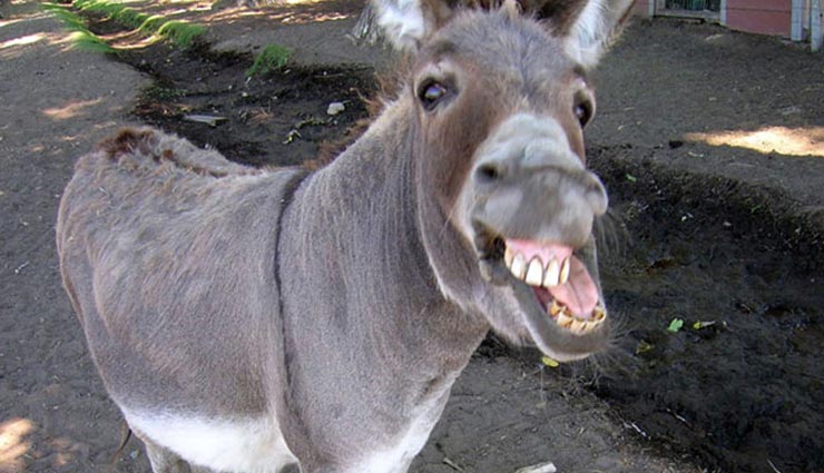 उदयपुर : अब होने लगी गधों की भी चोरी, ग्रामीणों की मदद से पुलिस ने पकड़ी पिकअप 