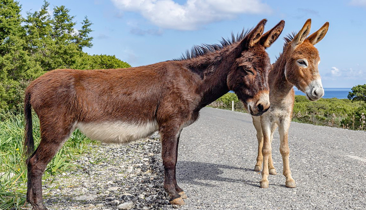 यहां शादी से पहले युवकों को गधों से बनाना पड़ता हैं संबंध!