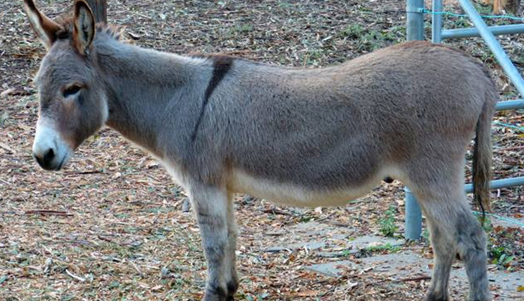 पाकिस्तान में जुआ खेलने के आरोप में गधे के खिलाफ FIR दर्ज, पुलिस ने किया गिरफ्तार pakistan,donkey,arrest,gambling,weird news