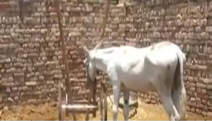 पाकिस्तान में जुआ खेलने के आरोप में गधे के खिलाफ FIR दर्ज, पुलिस ने किया गिरफ्तार