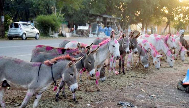 imran khan,donkey,donkey fair,fair in pakistan,atom bomb,ak-47,pakistan weird news,weird news in hindi