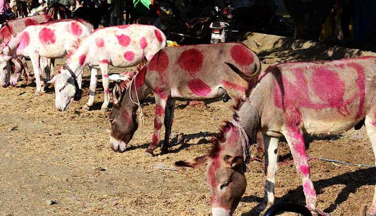 imran khan,donkey,donkey fair,fair in pakistan,atom bomb,ak-47,pakistan weird news,weird news in hindi