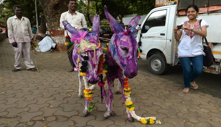 आखिर क्यों कराई जा रही हैं यहां गधों की शादी, सच्चाई हैरान करने वाली
