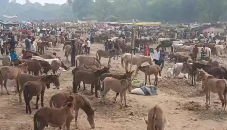 उत्तर प्रदेश के चित्रकूट में गधों का ऐतिहासिक मेला, ‘शाहरुख-सलमान’ से लेकर ‘आलिया भट्ट’ और ‘अमिताभ’ तक के नाम पर लगी बोली