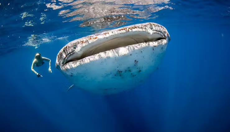 wildlife experiences around the world,must-have wildlife encounters globally,unforgettable wildlife experiences worldwide,must-visit wildlife destinations globally,wildlife adventures around the world,essential wildlife encounters in different countries,must-see wildlife spectacles globally,top wildlife experiences worldwide,wildlife encounters you should not miss,spectacular wildlife sightings around the world,wildlife tourism hotspots globally,must-have wildlife encounters for nature enthusiasts,extraordinary wildlife experiences worldwide,bucket-list wildlife encounters around the globe,must-visit destinations for wildlife lovers,thrilling wildlife encounters across continents,iconic wildlife experiences worldwide,essential wildlife destinations around the world,unforgettable animal encounters globally,unique wildlife experiences in different countries