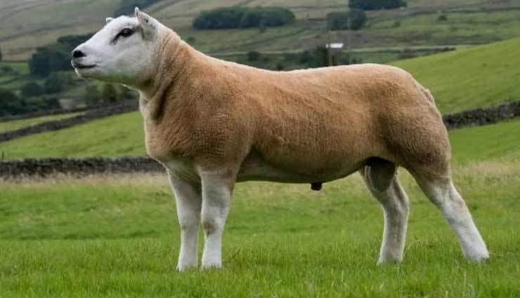 आखिर क्यों इस डबल डायमंड भेड़ की कीमत लगाईं गई करोड़ों में