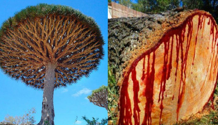 endangered species of trees,species of trees,grandidiers baobab,western wheatbelt wattle,quiver tree,seaside adler,parana pine,dragons blood tree,pokemeboy,chilean pine,farsers fir,eagle wood,travel,holidays,travel guide