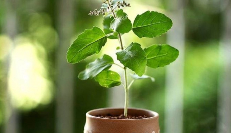 dry cough,home remedies for dry cough,home remedies,Health tips,fitness tips