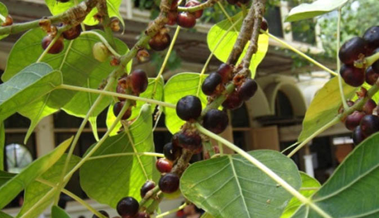 dry cough,home remedies for dry cough,home remedies,Health tips,fitness tips