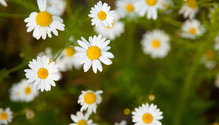 Avocados,salmon,orange and yellow veggies,chamomile,coconut oil,olives,green leafy vegetables,walnuts,banana,flaxseeds,dry skin,skin care tips,beauty tips