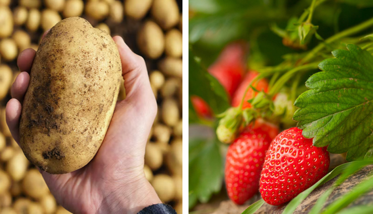 diy potato face mask,homemade face mask,skin care tips,beauty tips