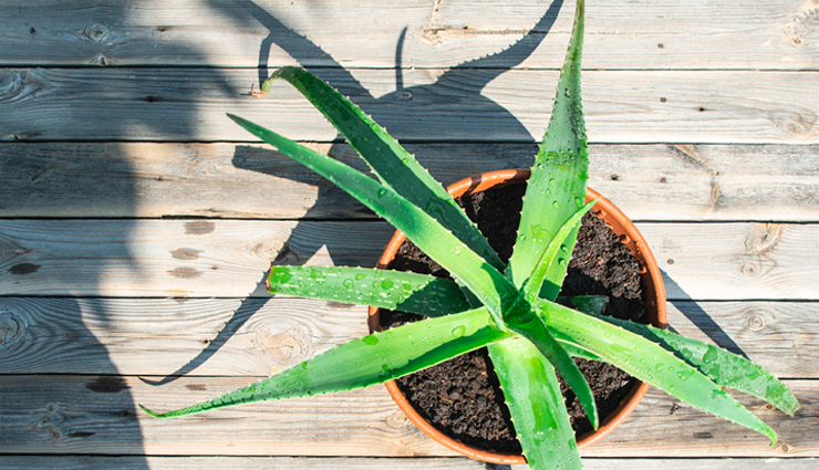 dry skin,home remedies for dry skin,skin care tips,beauty tips,home remedies