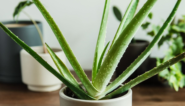 cracked skin becomes a big problem in winter,these home remedies will give relief,beauty tips,beauty hacks