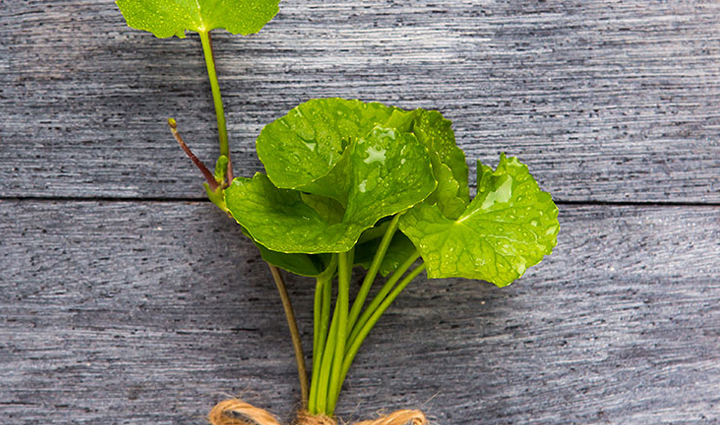 must try herbs to treat dry skin,beauty tips,beauty hacks