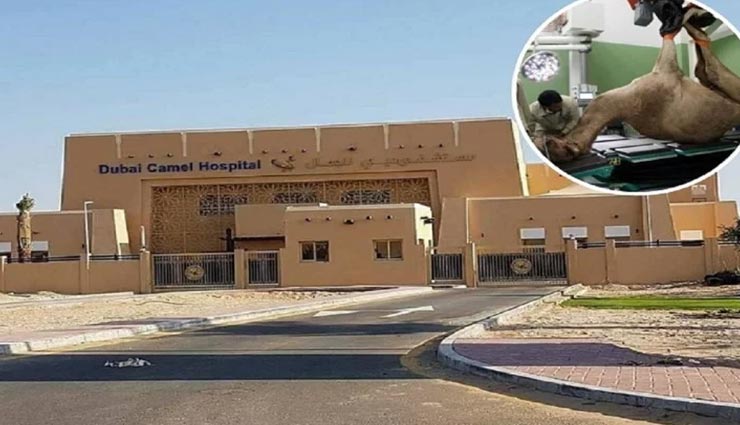 अपनेआप में अनोखा है ये अस्पताल, होता हैं सिर्फ ऊंटों का इलाज