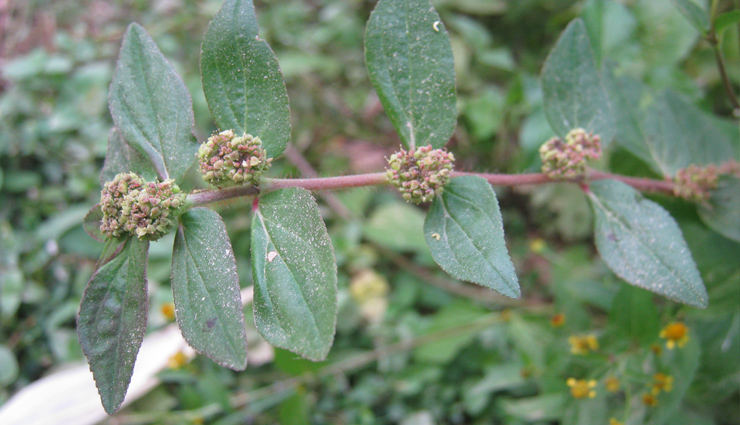 herbal oils to provide benefits to hair,hair oil,hair care tips,beauty tips,beauty hack