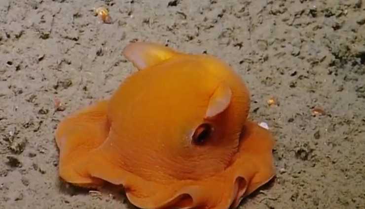 weird animals,weird animals around the world,world top weird animals,travel,travel tips,holidays