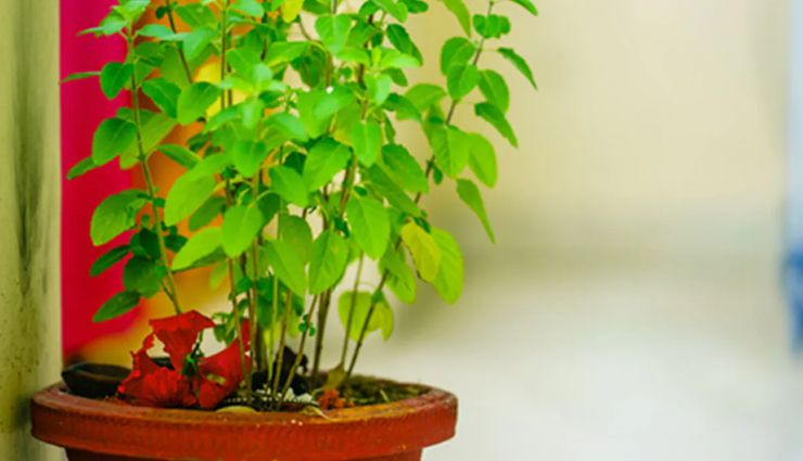 are you also troubled by dust allergy,these 10 home remedies will give you relief,Health,healthy living