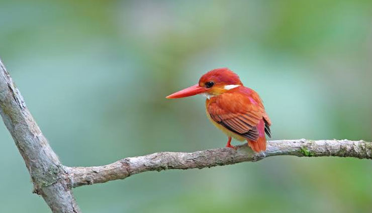 dwarf kingfisher,dwarf kingfisher in india,chiplun,konkan region of maharashtra,karnala bird sanctuary,maharashtra,bondla wildlife sanctuary,goa,someshwara wildlife sanctuary,karnataka,malabar wildlife sanctuary,kerala