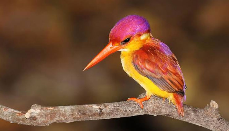 5 Places To Spot Beautiful Dwarf Kingfisher in India