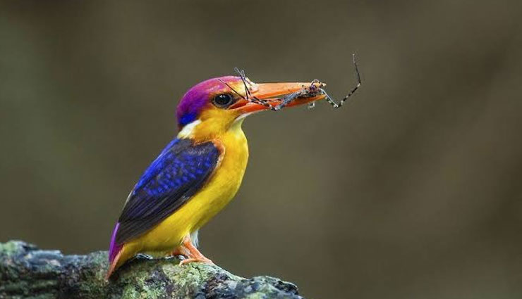 dwarf kingfisher,dwarf kingfisher in india,chiplun,konkan region of maharashtra,karnala bird sanctuary,maharashtra,bondla wildlife sanctuary,goa,someshwara wildlife sanctuary,karnataka,malabar wildlife sanctuary,kerala