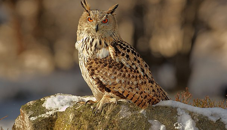 fascinating owl species,remarkable owl species,captivating owl species,enigmatic owl species,iconic owl species,owl species worldwide,diverse owl species,types of owls,owl species characteristics,owl species adaptations