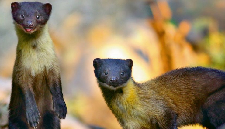 bomdila,places to visit in bomdila,bomdila arunachal pradesh,travel,tourist places in arunachal pradesh,travel guide,holidays in arunachal pradesh