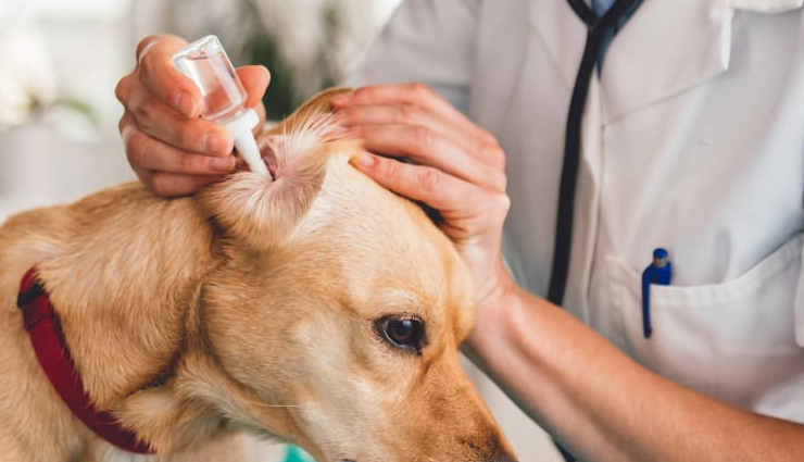6 Home Remedies To Treat Ear Infection in Dogs