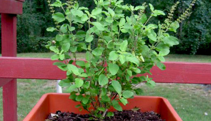 ear pain,home remedies for ear pain,Health tips,fitness tips