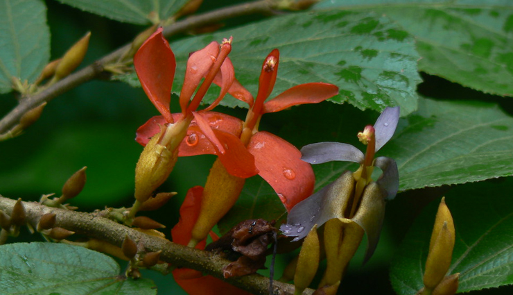 ear pain,home remedies for ear pain,Health tips,fitness tips