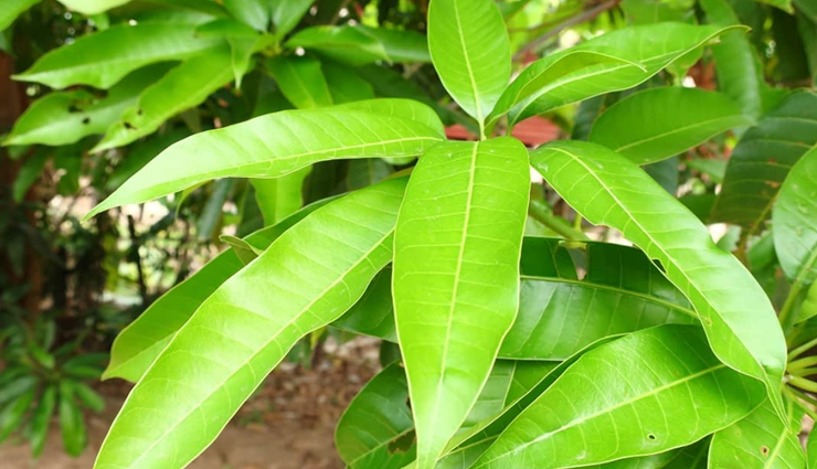 असहनीय पीड़ा का अहसास करवाता हैं कान दर्द, इन घरेलू उपायों से करें इसे दूर ear pain relief at home,home remedies for unbearable ear pain,natural solutions for earache,quick relief for severe ear pain,remedies to get rid of ear pain,home treatments for unbearable ear discomfort,earache relief with home remedies,soothing remedies for severe ear pain,effective home cures for ear pain,alleviate ear pain naturally,ear pain remedies without medication,instant relief for intense ear pain,home treatments for ear pain and discomfort,earache management at home,natural ways to ease severe ear pain,diy remedies for unbearable earache,tips to relieve ear pain without a doctor,home care for acute ear pain,holistic approaches to ear pain relief,ear pain self-help remedies