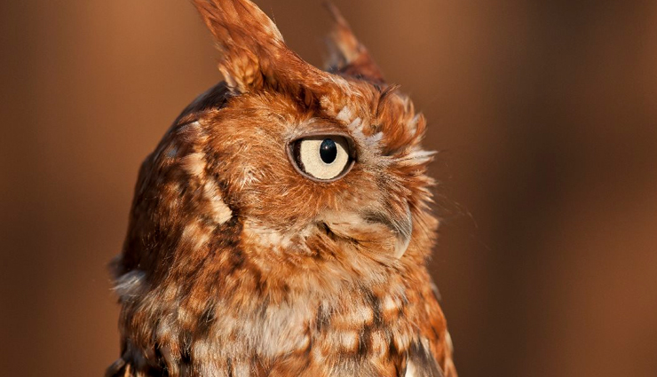 fascinating owl species,remarkable owl species,captivating owl species,enigmatic owl species,iconic owl species,owl species worldwide,diverse owl species,types of owls,owl species characteristics,owl species adaptations