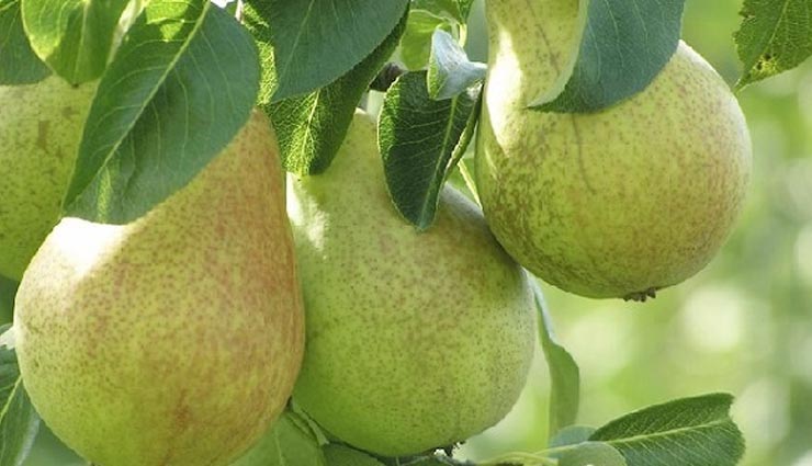 benefits of eating nashpati,health tips in hindi,nashpati benefits,health benefits,pears benefits,pear benefits in hindi