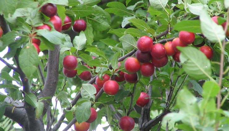 healthy benefits of eating plum,health tips in hindi,plum benefits,health benefits