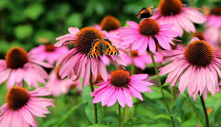From Treating Cold To Cancer, Here are 12 Health Benefits of Echinacea
